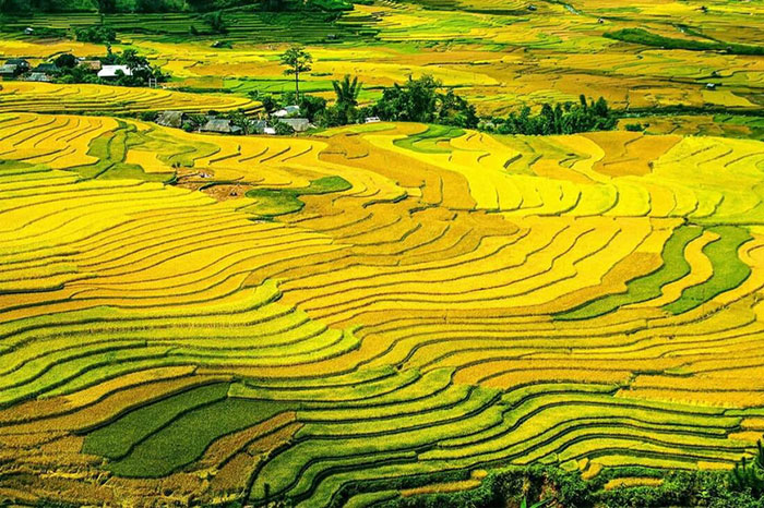 voyager Vietnam automne rizières 